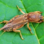 Les principaux ravageurs des plants de tomates