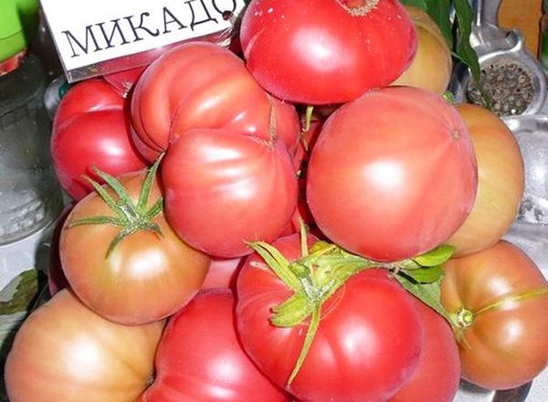  Variedades de Tomate Mikado