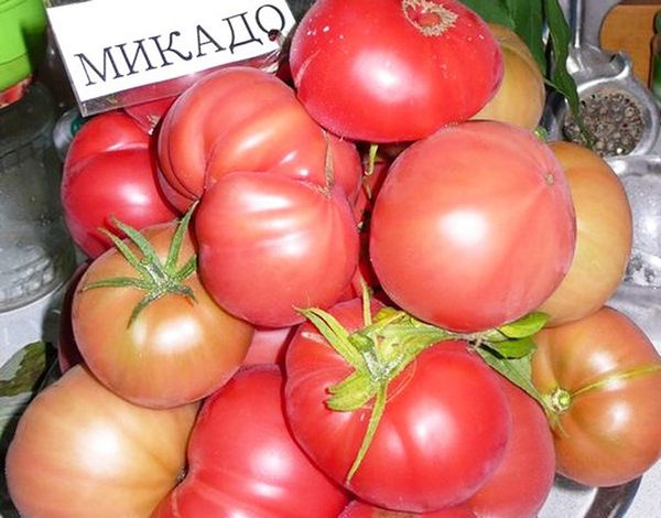  Tomato varieties Mikado