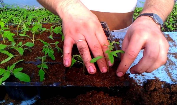 Les semis de plongée doivent être faits après l’apparition de deux feuilles