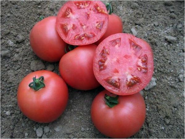 Seuls les gros fruits mûrs du Rose Leader conviennent à la collecte de graines.