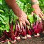 Най-добрите средновековни сортове