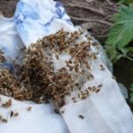 البذور البذور المنتشرة