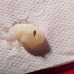 بذور الجزرة في معجون