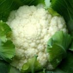 Description of varieties of early cauliflower