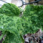 Die wichtigsten Krankheiten der Gurken