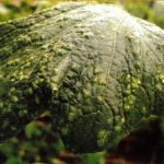 Maladies et ravageurs