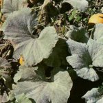 Maladies et ravageurs