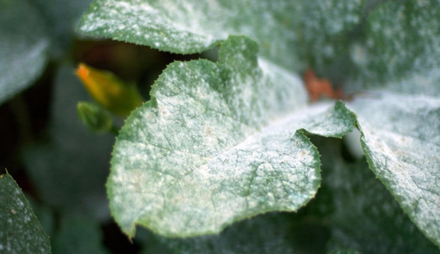 Verwelkte Blätter oder Mehltau
