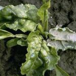 Fight against diseases and pests