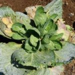 The most common diseases of cabbage