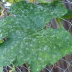 Механизъм на действие на метронидазол