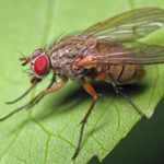 Krankheiten und Schädlinge