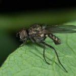 Les principaux ravageurs des plants de tomates