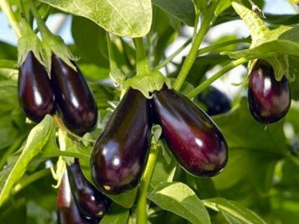 Advantages and disadvantages