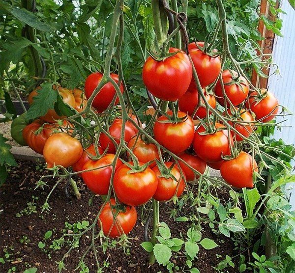 Characteristics and description of the variety of tomato Tanya