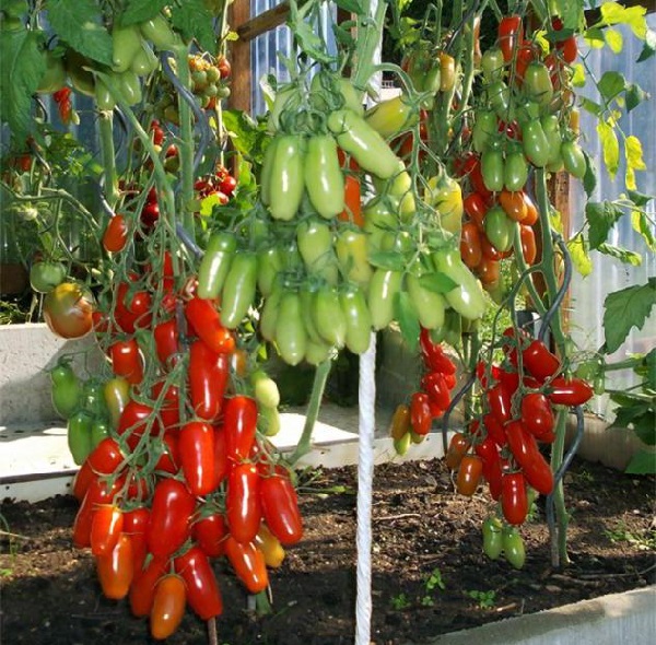 Advantages and disadvantages of the manhood variety