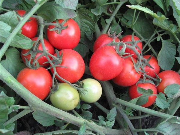 Secrets grandissants