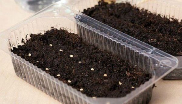 Semer les graines de tomates dans un récipient en plastique