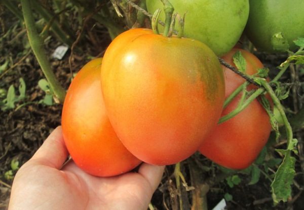 To remove the fruits of tomato Nastya must be regularly as they ripen