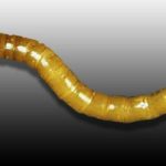 Larve de nématode doré