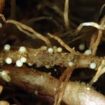 Kystes de nématode pâle