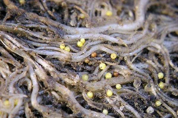 Un individu peut pondre entre 200 et 1000 œufs.