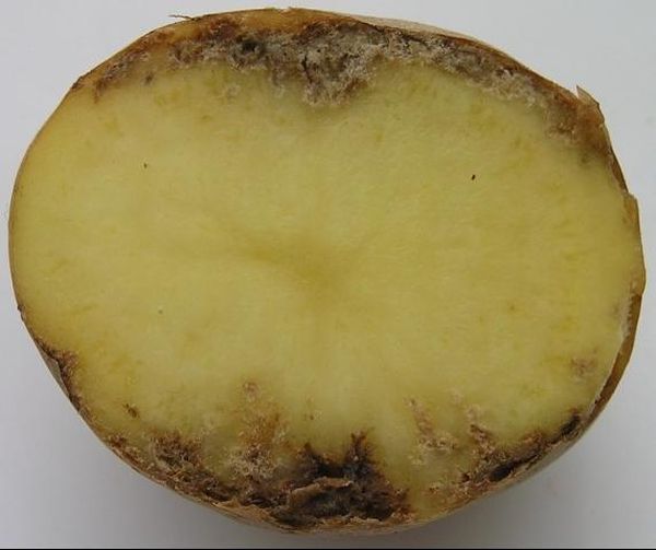 Vaincre le nématode de la tige du tubercule