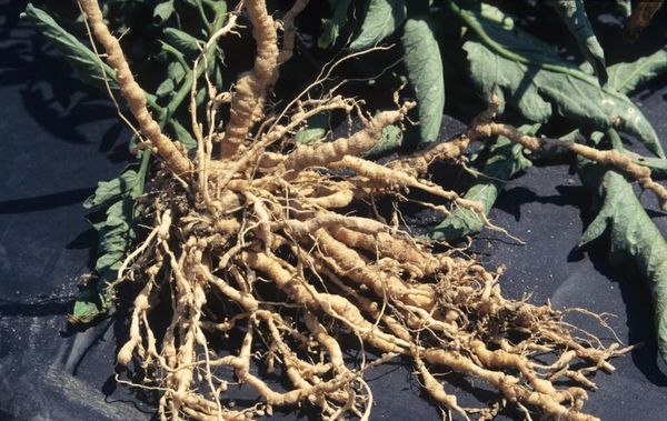 Lorsque le nématode sur les racines se développe - galles