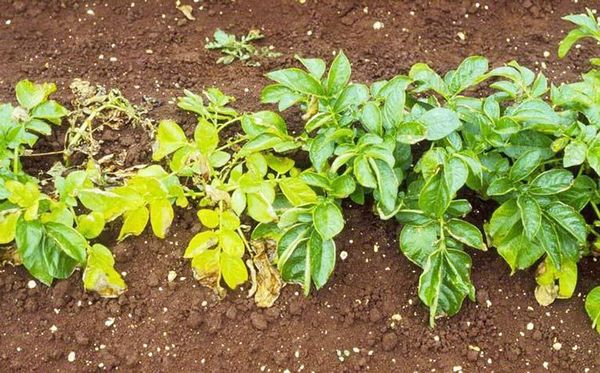 Jaunissement des feuilles de bas en haut - un signe de défaite par le nématode doré