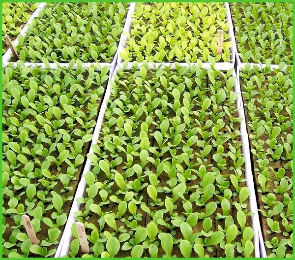 هل أحتاج إلى تقليل الفجل؟