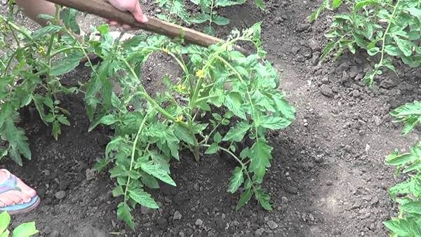 Weeding and hilling tomato Nastya