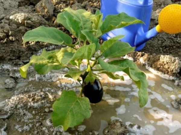 Insufficient watering