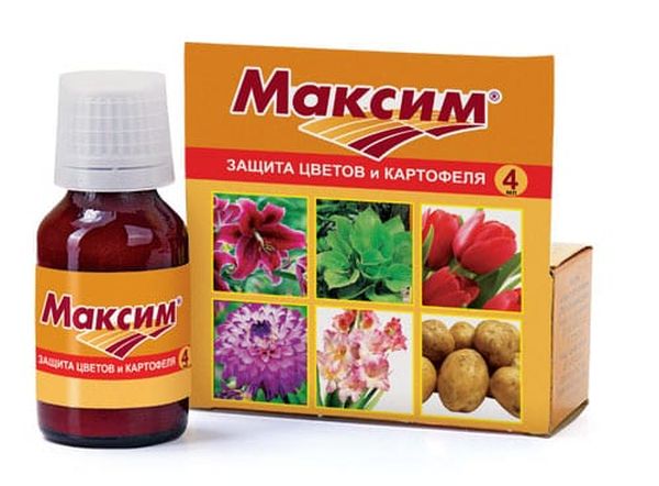 Drug Maxim pour le traitement des tubercules avant la plantation