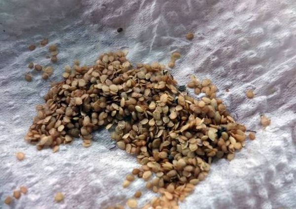 Des fruits de pommes de terre, vous pouvez obtenir des graines qui ne portent pas de maladies héréditaires