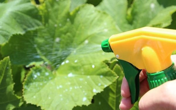 الاستعدادات لمعالجة الشتلات والأراضي في الدفيئة من الآفات