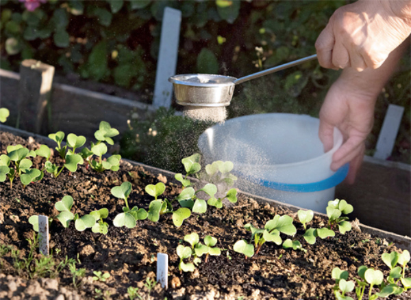 العلاج الوقائي للفجل من الآفات