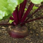 Популярно късно цвекло