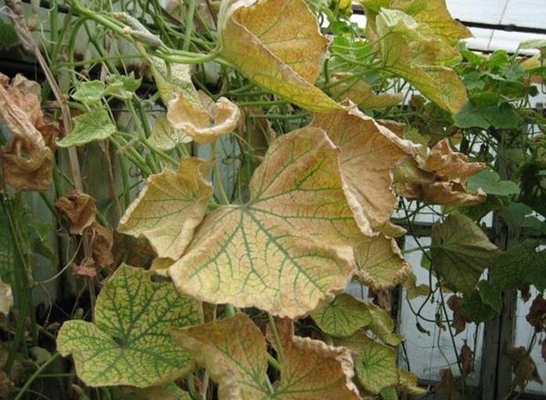  Maladies du concombre