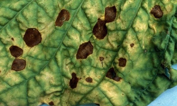 Mancha De Oliva Marrom