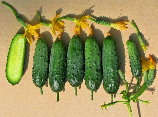 A variedade está amadurecendo, frutos de alto rendimento, overgrown não mudam de cor e densidade.