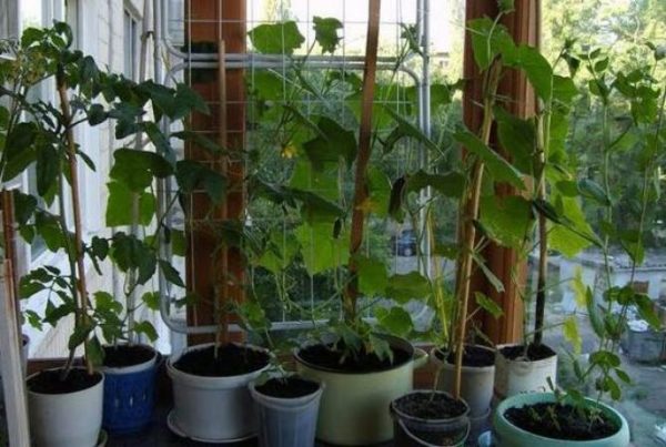 cucumbers on the windowsill