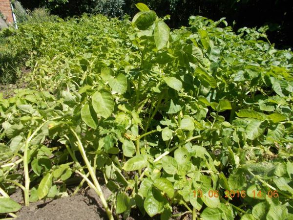 Si les arbustes commencent à tomber dans des directions différentes - vous avez besoin d'un arrosage non planifié