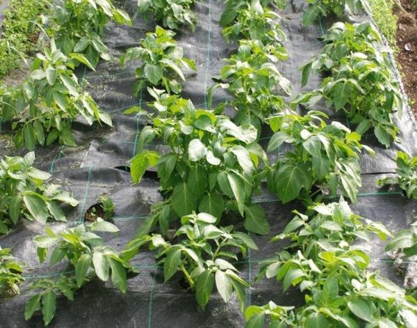 Hilling n'est pas nécessaire lorsque les pommes de terre sont cultivées sous film.