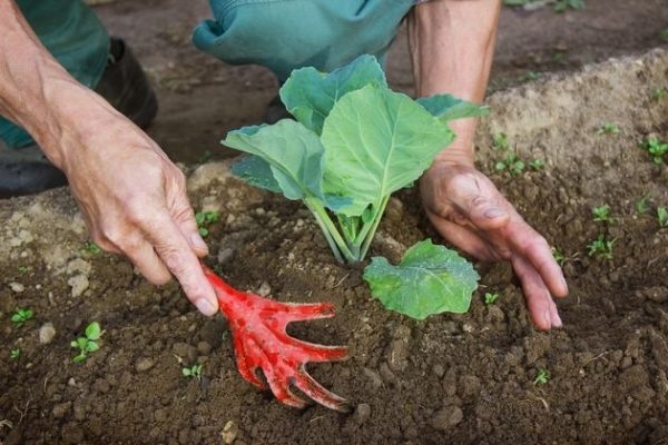 Hilling helps keep the cabbage stump to restrain