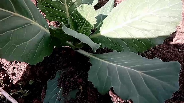 Грижа за степента след засаждането