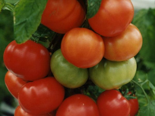 La tomate n'a pas peur des changements de température et produira une récolte quelles que soient les conditions.