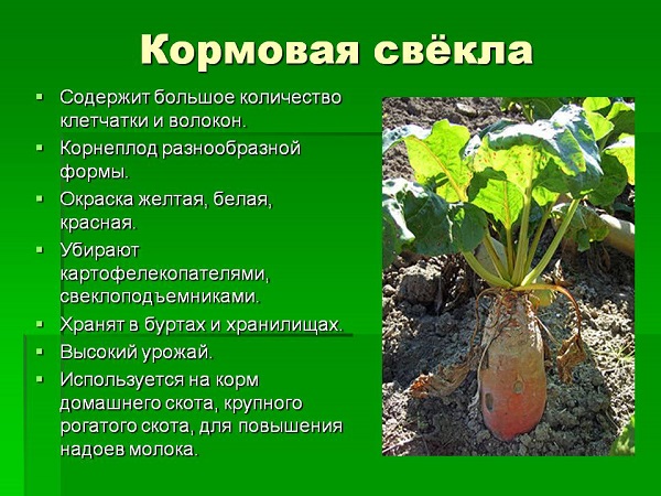 Περιγραφή και χαρακτηριστικά των τεύτλων ζωοτροφών