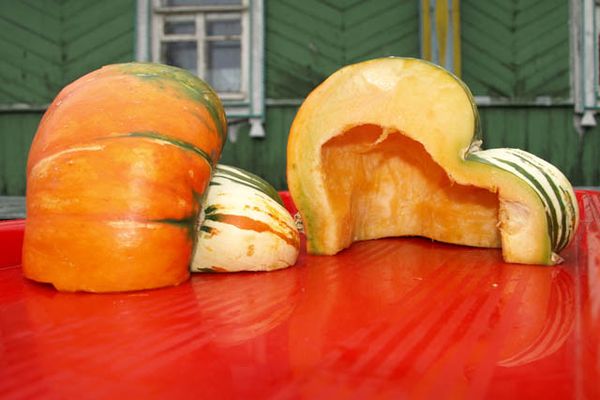 Плодовете турски турван са годни за консумация, но без вкус