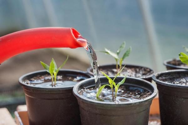 Il est interdit d’utiliser de l’eau froide pour arroser des tomates bonsaï.
